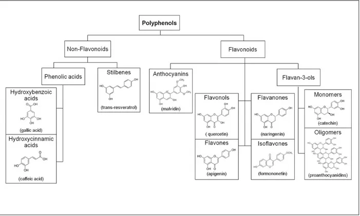 Figure H13 : La classification, les structures chimiques et les nomenclatures des composés  phénoliques