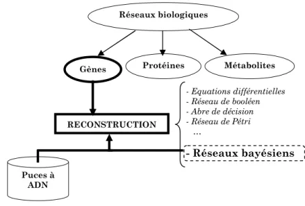 Figure 1.1  L'organisation intuitive des notions-clés du Chapitre 1. Il existe plusieurs types de Réseaux biologiques dont les réseaux de gènes (aussi appelés les réseaux de régulation génétique), les réseaux de protéines et les réseaux métaboliques