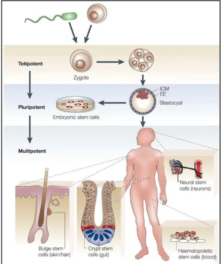 Figure H-2 :  La hi a hie des  ellules sou hes. Le z gote totipote t fo  pa  la fusio  de l’o ule  et le spermatozoïde se divise pour former la masse cellulaire interne (ICM ou inner cell mass) et le  tissu  extra-embryonnaire  (EE  ou extra-embryonic)  du