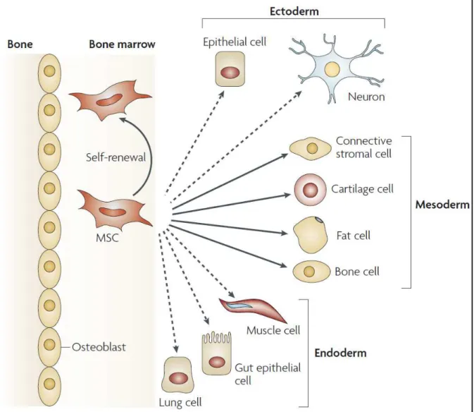 Figure H-4 : Les cellules souches mésenchymateuses (MSCs). Les MSCs de la moelle osseuse ont la  apa it  de s’auto -renouveler (flèche incurvée) et à se différencier  vers la lignée mésodermique  en donnant naissance aux cellules stromales, chondrocytes, a