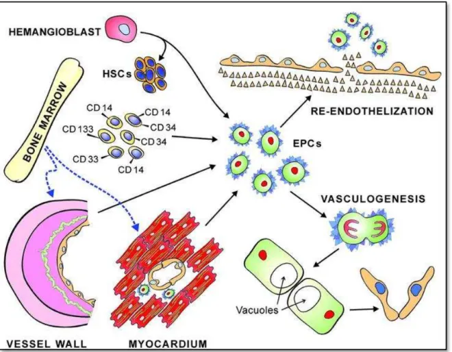 Figure H-5 : Les cellules progénitrices endothéliales (CPEs). Les CPEs peuvent dériver de cellules  embryonnaires (hémangioblastes) et de plusieurs tissus adultes (cellules CD14 + / CD34 + /CD133 +  du  sang  périphérique,  moelle  osseuse,  paroi  vascula