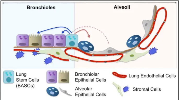 Figure  H-8  : Les  ellules  sou hes  de  l’ pith liu   pul o ai e.  Les  ellules  so uches  broncho- broncho-alvéolaires  (CSBAs)  se  trouvent  au  niveau  de  la  jonction  broncho-alvéolaire  et  peuvent  se  différencier en cellules épithéliales bronc