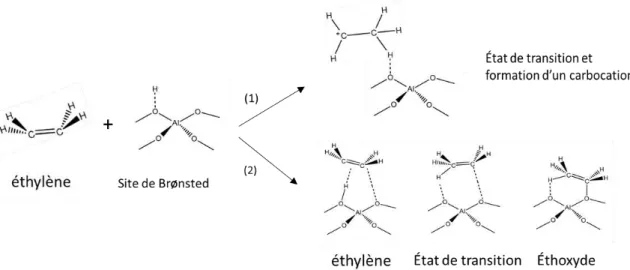 Figure I-13 : intermédiaires réactionnels lors de l'adsorption de l'éthylène sur un site de Brönsted :  (1) formation d'un carbocation, (2) formation d’espèce alkoxyde.