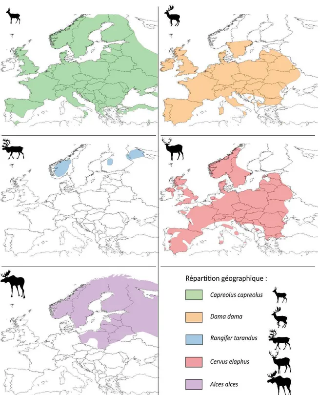 Figure 2: Répartition géographique européenne des cinq espèces de cervidés actuels étudiées