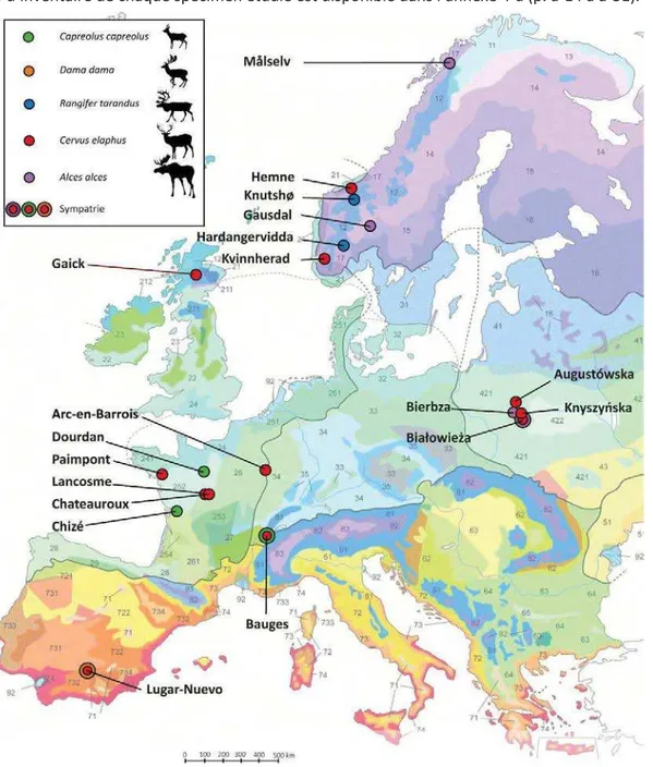 Figure  4:  Répartition  géographique  des  vingt-deux  populations  actuelles  de  cervidés  européens