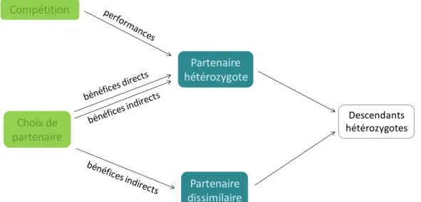 Figure 2 Effet des différentes composantes de la sélection sexuelle (en vert) sur les caractéristiques génétiques  des partenaires sexuels (en bleu), pouvant aboutir à une augmentation de l’hétérozygotie des descendants