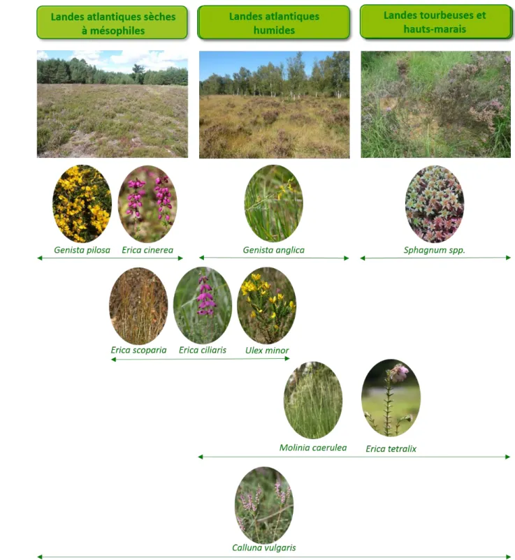 Figure 2 : Illustration de la distribution de quelques espèces de landes entre les trois types de végétations de landes