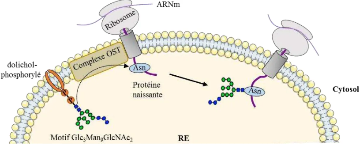 Figure 3 :  Glycosylation d’une  protéine naissante. 