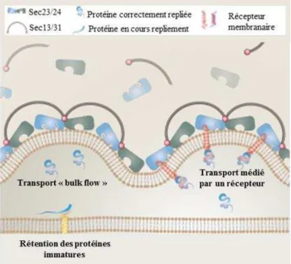 Figure 9 : Modes de transport des protéines hors du réticulum endoplasmique. 