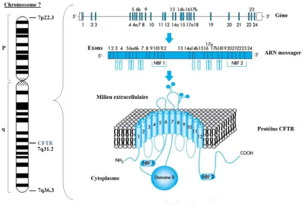 Figure 19 : Du gène à la protéine CFTR. 