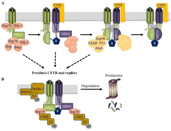 Figure 25 : Rôle de Hsp70/90 et leur partenaires dans le contrôle de qualité de CFTR. 