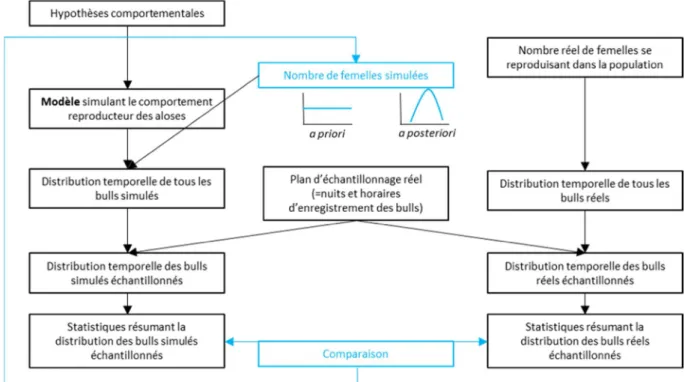 Figure 8. Schéma de la méthode d’estimation d’effectif d’aloses femelles à partir du dénombrement des bulls et d’un  modèle simulant le comportement reproducteur