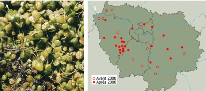 Figure 4 : A. La Lentille d’eau bossue (©Nawrot, MNHN/CBNBP) et B. sa répartition en Île-de-France (Flora) 