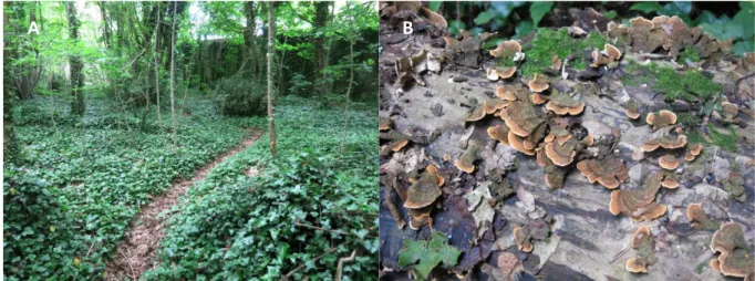 Figure 8 : A. Sous-bois et B. Trametes versicolor (champignon) sur du bois mort (©Lehane, MNHN/CBNBP)
