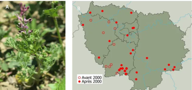 Figure 13 : A. La Fumeterre de Vaillant (©Lehane, MNHN/CBNBP) et B. sa répartition en Île-de-France (Flora)    