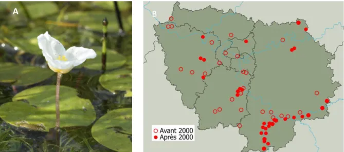 Figure 14 : A. L’Hydrocharis des grenouilles (©Mondion, MNHN/CBNBP) et B. sa répartition en Île-de-France (Flora)    