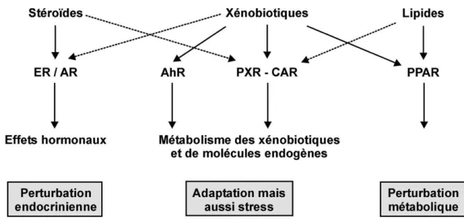 Figure 10: Différents types de récepteurs des xénobiotiques (48) (ER : récepteur aux  œstro gènes, AR : récepteur aux androgènes, PPAR : récepteur activé par les 