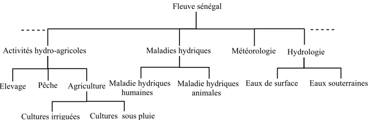 Figure 3.1 – Partie de la taxonomie organisant les données de la vallée du fleuve sénégal.