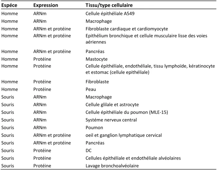Tableau 3 : Expressions tissulaire et cellulaire de l’IL-γγ chez l’homme et chez la souris