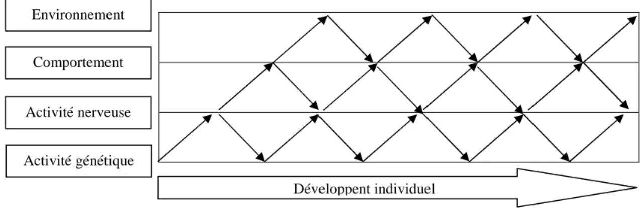Figure II.1-2 :Illustration des influences bidirectionnelles sur le développement individuel (in Blair, 2007) 