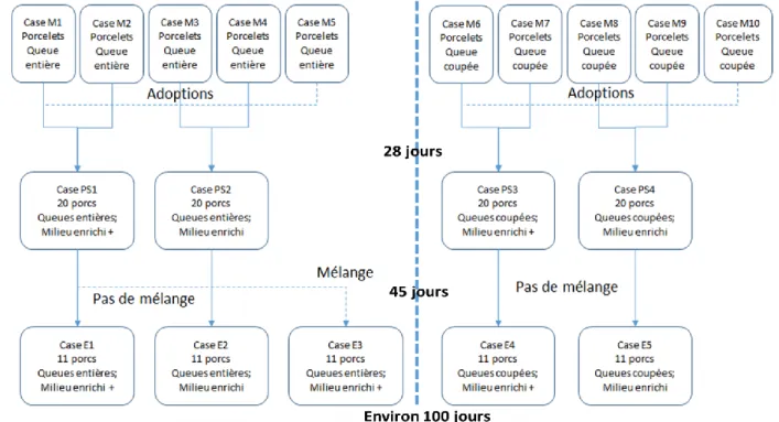 Figure 1 : Protocole expérimental