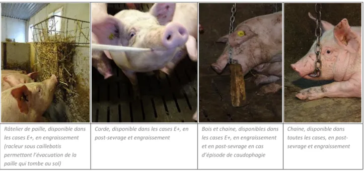 Figure 8 : Différents enrichissements du milieu proposés aux porcs