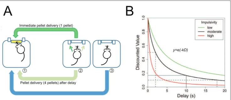 Figure 1. Présentation de la tâche de gratification différée. A. Design du test  B. courbe exponentielle  y=e(-kD) ou y est le pourcentage de choix pour des récompenses  différées  et D le délai d’obtention de la  récompense