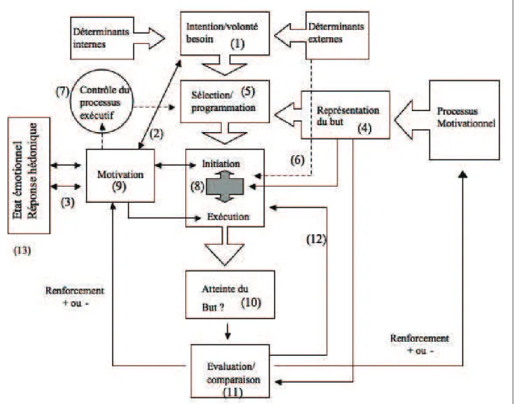 Figure 4. Processus impliqués dans les comportements dirigés vers un but. Le comportement dirigé  part d’une intention, d’une volonté, d’un besoin (1) déterminé par des éléments internes (tels que la soif ou la  faim) ou externes  (stimuli de l’environneme