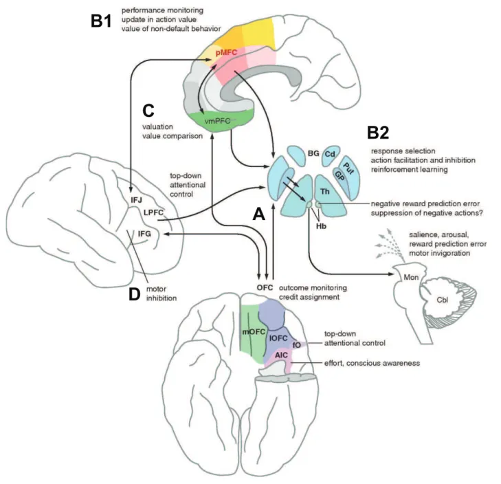 Figure 5. Structures impliquées dans la réalisation de comportements volontaires adaptés,  intéractions et fonctions