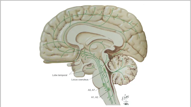 Figure 13. Système noradrénergique. Les neurones noradrénergiques sont situés dans le locus coeruleus  (groupe A6)  et dans  plusieurs  noyaux  de la formation réticulée  du tronc  cérébral  (groupes  A1, A2, A5 et A7)