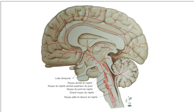 Figure 14. Système sérotoninergique. Les neurones sérotoninergiques des noyaux du raphé sont situés  dans le tronc cérébral et des régions adjacentes, ils projettent sur la plupart des régions du système nerveux  central