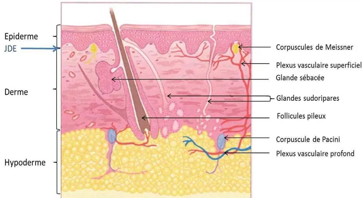 Figure 1 :  Structure  de  la  peau  et  des  annexes  cutanées.  La peau est divisée en trois couches  d fi ies  pa   des  it es  histologi ues