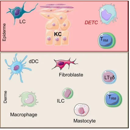 Figure 11 : Acteurs cellulaires du système immunitaire cutané.  LC : cellule de Langerhans, KC :  kératinocyte,  DETC :  Dendritic  Epidermal  T  cell  uniquement  présent  dans  la  peau  de  souris,  T RM  :  lymphocyte  résident  mémoire,  dDC  :  ellul