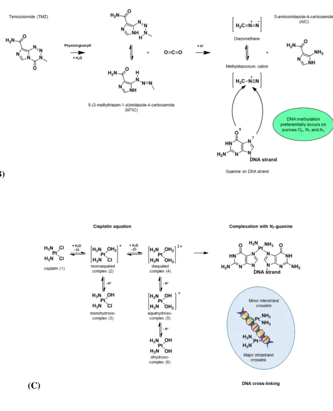 Figure 2.1 : Various mechanisms of action of antineoplastic drugs on DNA: 