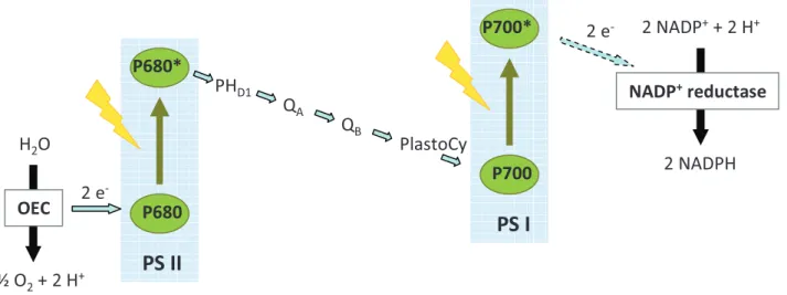 Fig. 1. 1. Schematic representation of the light-driven processes in natural photosynthesis