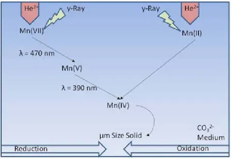 Figure 4 : Schéma du processus d’oxydo/réduction du Mn sous irradiation  α  et  . 