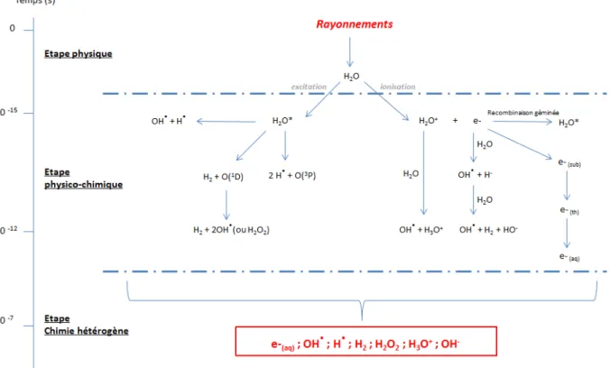 Figure I-11. Description des différentes étapes lors de la radiolyse de l’eau (modifié d’après Le Caër  et al