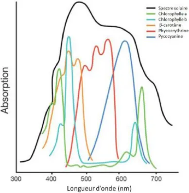 Figure  2  :  Comparaison  du  spectre  d’absorption  de  la  chlorophylle  et  des  pigments  accessoires  par  rapport au spectre solaire (Williams et Laurens, 2010)
