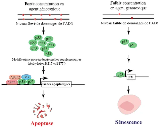 Figure 4 : La concentration en agent génotoxique et le niveau d’expression de p53 gouvernent le choix apoptose-sénescence