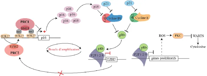 Figure 7 : Rôle de p21 et de la voie p16-Rb dans l’inhibition de la prolifération. 