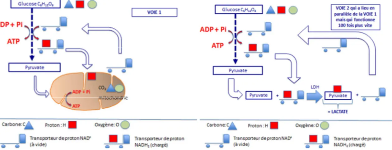 Figure 2 : Schématisation des voies de transport (NAD+/NADH2) des protons au sein du muscle  squelettique