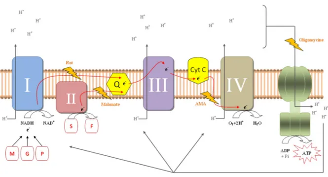 Figure 8: Représentation de la chaîne de respiration mitochondriale et ses différents inhibiteurs