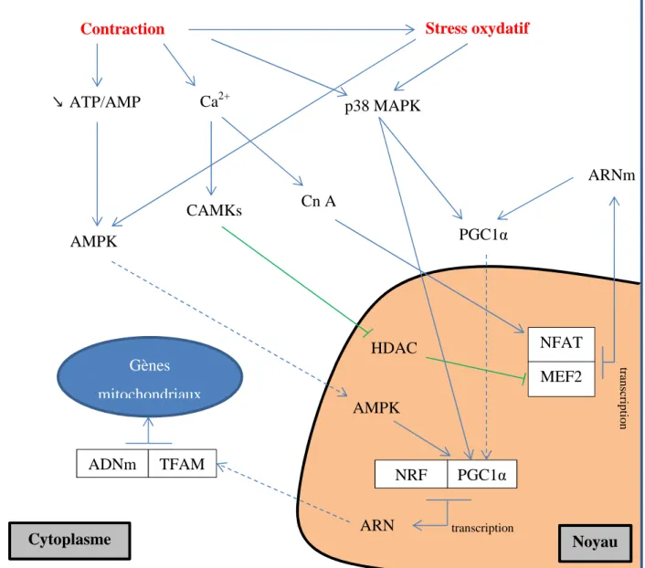 Figure 9: Schématisation des voies de l’activation de la biogénèse mitochondriale. 