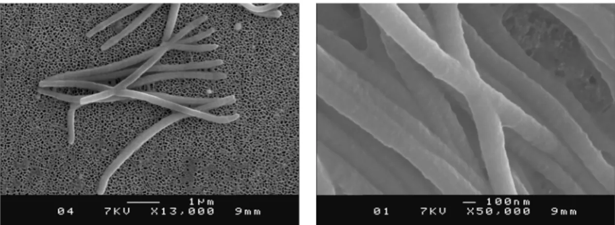 Figure II.10 : Croisement de nanofils lorsqu’ils sont synthétisés dans les membranes commerciales