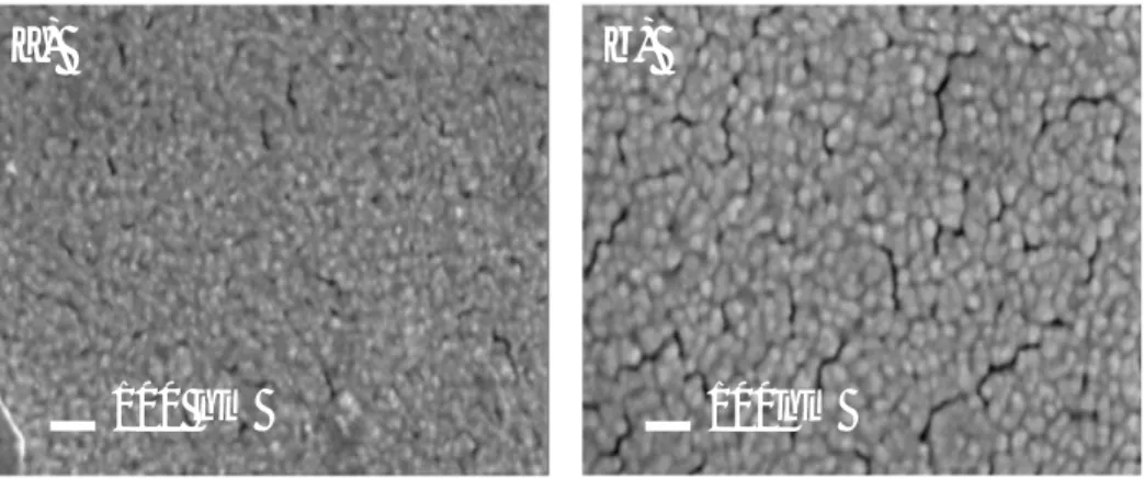 Figure III-11 : Micrographie MEB d’une fibre métallisée par évaporation thermique :(a)  cas d’un film d’or homogène (b) cas d’un film non-homogène