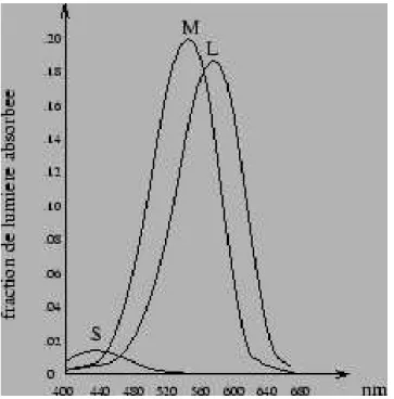 Fig. 1.7  Courbes d'absorption relative des pigments des 3 types de cônes