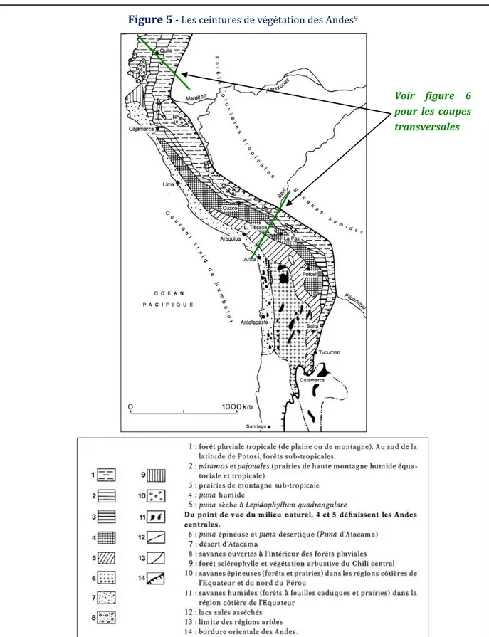 Figure 5  - Les ceintures de végétation des Andes 9