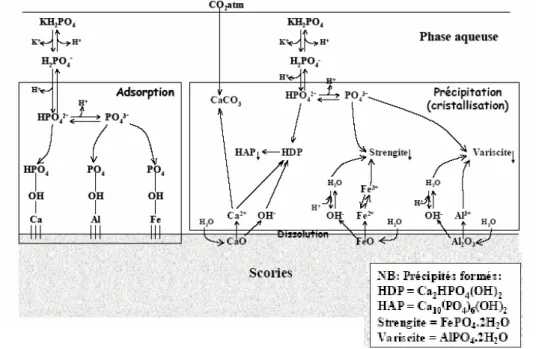 Figure 12 : Schéma des principaux mécanismes réactionnels intervenant dans la  déphosphatation d’un effluent par les scories d’aciéries (Comeau et coll, 2006) 
