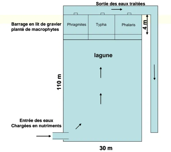 Figure 13 : Schéma des procédés d’épuration associant une lagune à un filtre de végétaux  (Steinmann et coll, 2002) 