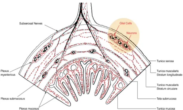 Figure 15 : Localisation des cellules gliales entérique dans le tube digestif 